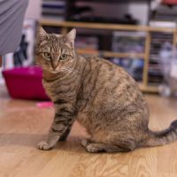 Delia - chat à l’adoption