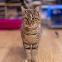 Delia - chat à l’adoption #4