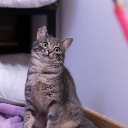 Chipie - chat à l’adoption #4