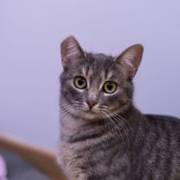 Chipie - chat à l’adoption #1