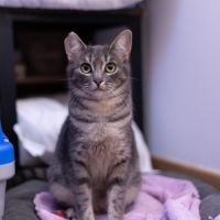 Chipie - chat à l’adoption #2