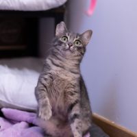 Chipie - chat à l’adoption