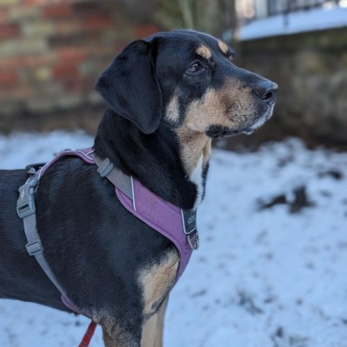 Joona - chien a l’adoption #1