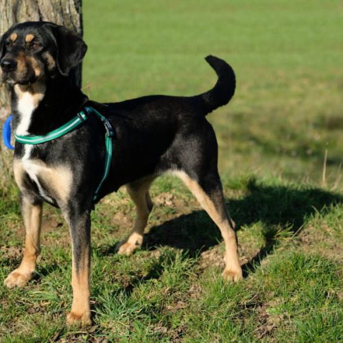 Joona - chien a l’adoption #4