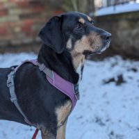 Joona - chien a l’adoption #1