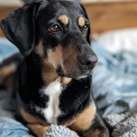 Joona - chien a l’adoption