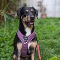 Joona - chien a l’adoption #3