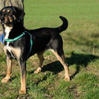 Joona - chien a l’adoption #4