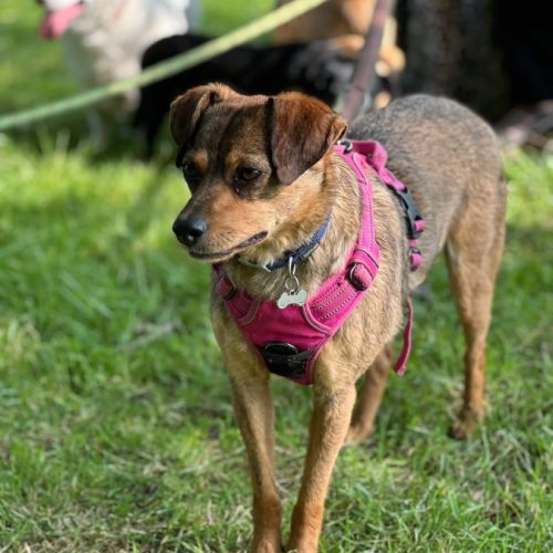 Nami - chien a l’adoption #1