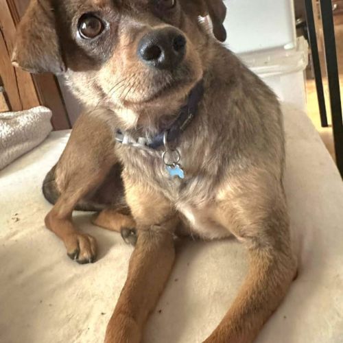 Nami - chien a l’adoption #0