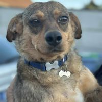 Nami - chien a l’adoption #2