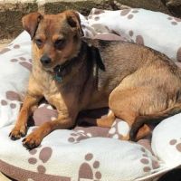 Nami - chien a l’adoption #4