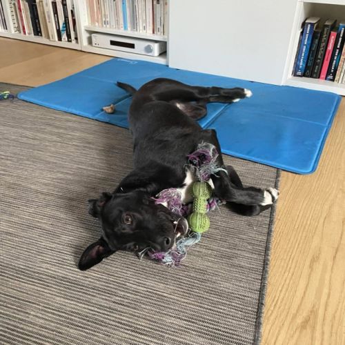 Leia - chien à l’adoption #1