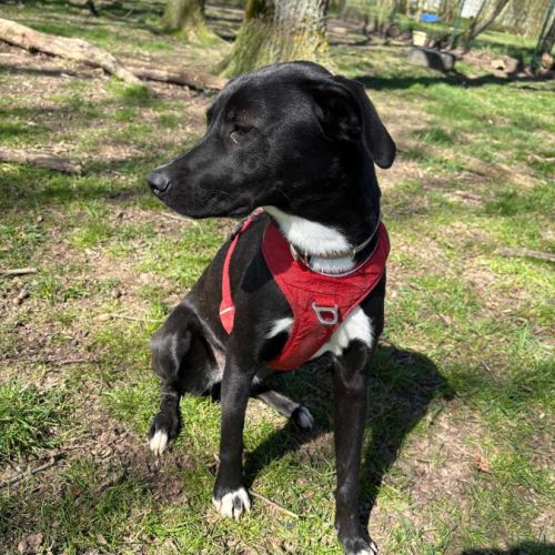 Leia - chien à l’adoption #2