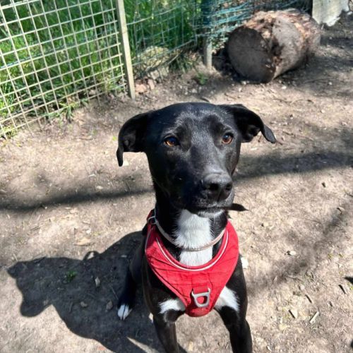 Leia - chien à l’adoption #3