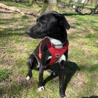 Leia - chien à l’adoption #2