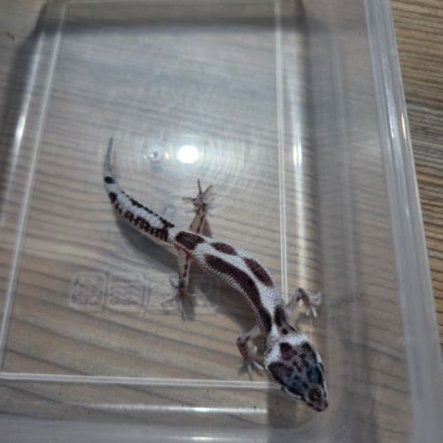 Gecko leopard juvenile 2 mois #1