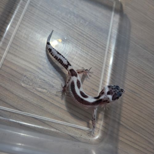 Gecko leopard juvenile 2 mois #2