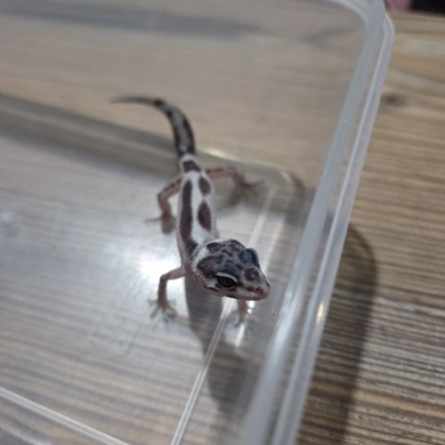 Gecko leopard juvenile 2 mois #5