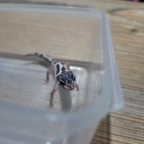 Gecko leopard juvenile 2 mois #6