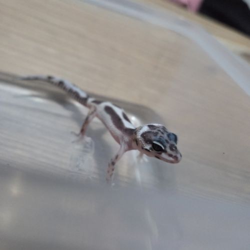 Gecko leopard juvenile 2 mois #7