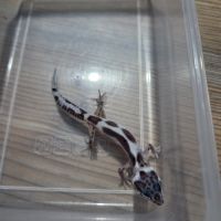 Gecko leopard juvenile 2 mois #1