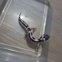 Gecko leopard juvenile 2 mois #2