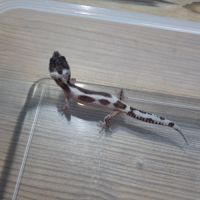 Gecko leopard juvenile 2 mois