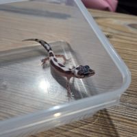 Gecko leopard juvenile 2 mois #4