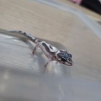 Gecko leopard juvenile 2 mois #7
