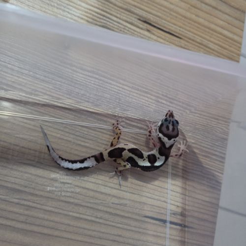 Gecko leopard juvenile #3