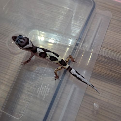 Gecko leopard juvenile #4