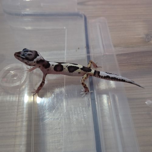 Gecko leopard juvenile #5