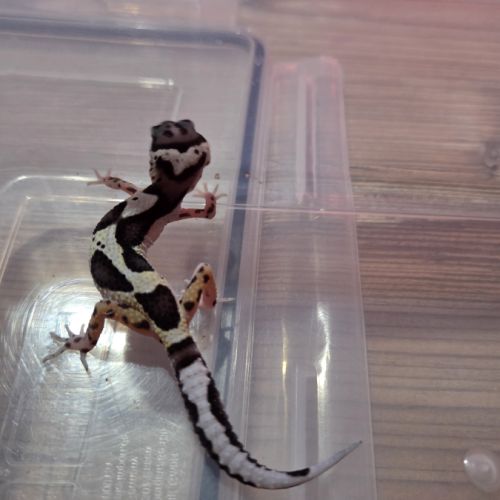 Gecko leopard juvenile #7