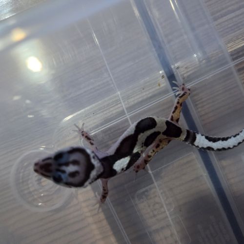 Gecko leopard juvenile #8