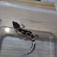 Gecko leopard juvenile #1