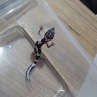 Gecko leopard juvenile #2