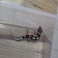 Gecko leopard juvenile #3