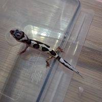 Gecko leopard juvenile #4