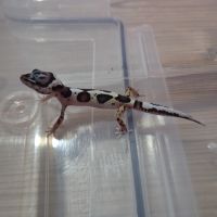 Gecko leopard juvenile #5