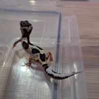 Gecko leopard juvenile #6