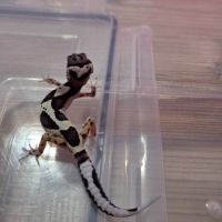 Gecko leopard juvenile #7