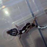 Gecko leopard juvenile #8