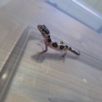 Gecko leopard juvenile