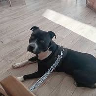 Chien ara à l adoption #2