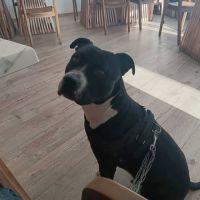 Chien ara à l adoption