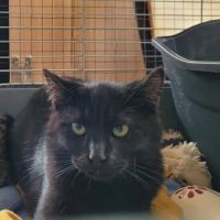 Chat mystery à l adoption