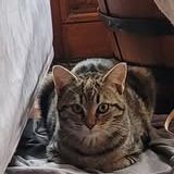 Chat rumi à l adoption #2