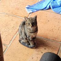 Chat rumi à l adoption #0