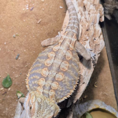 Mâle pogona de 6 mois #2